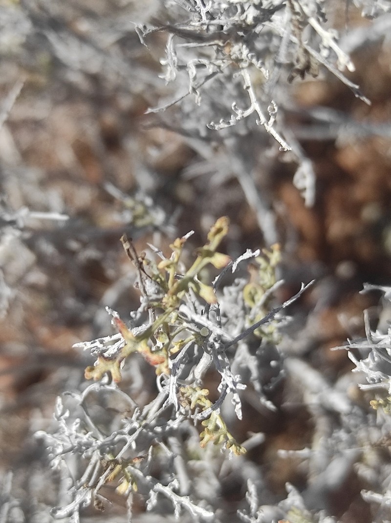 Ambrosia magdalenae photo 7
