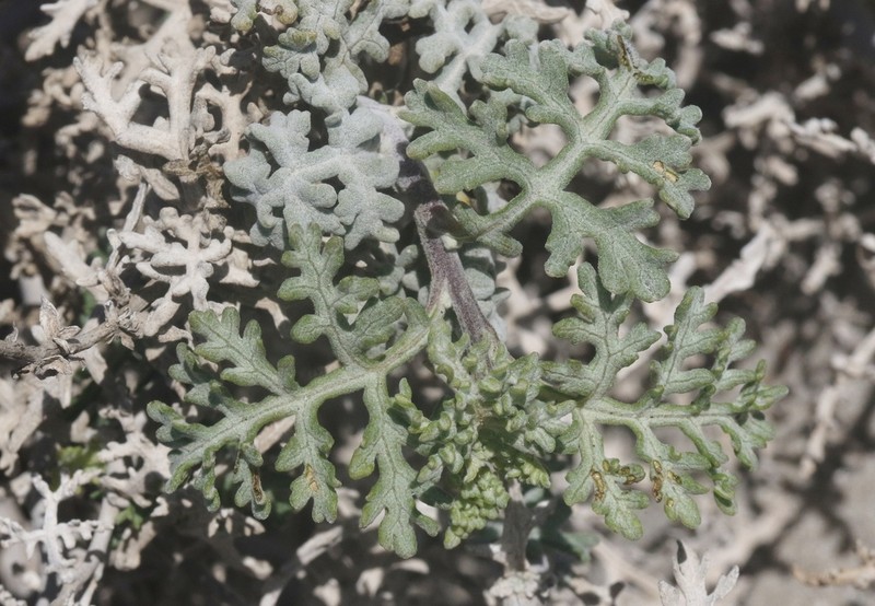 Ambrosia magdalenae photo 8