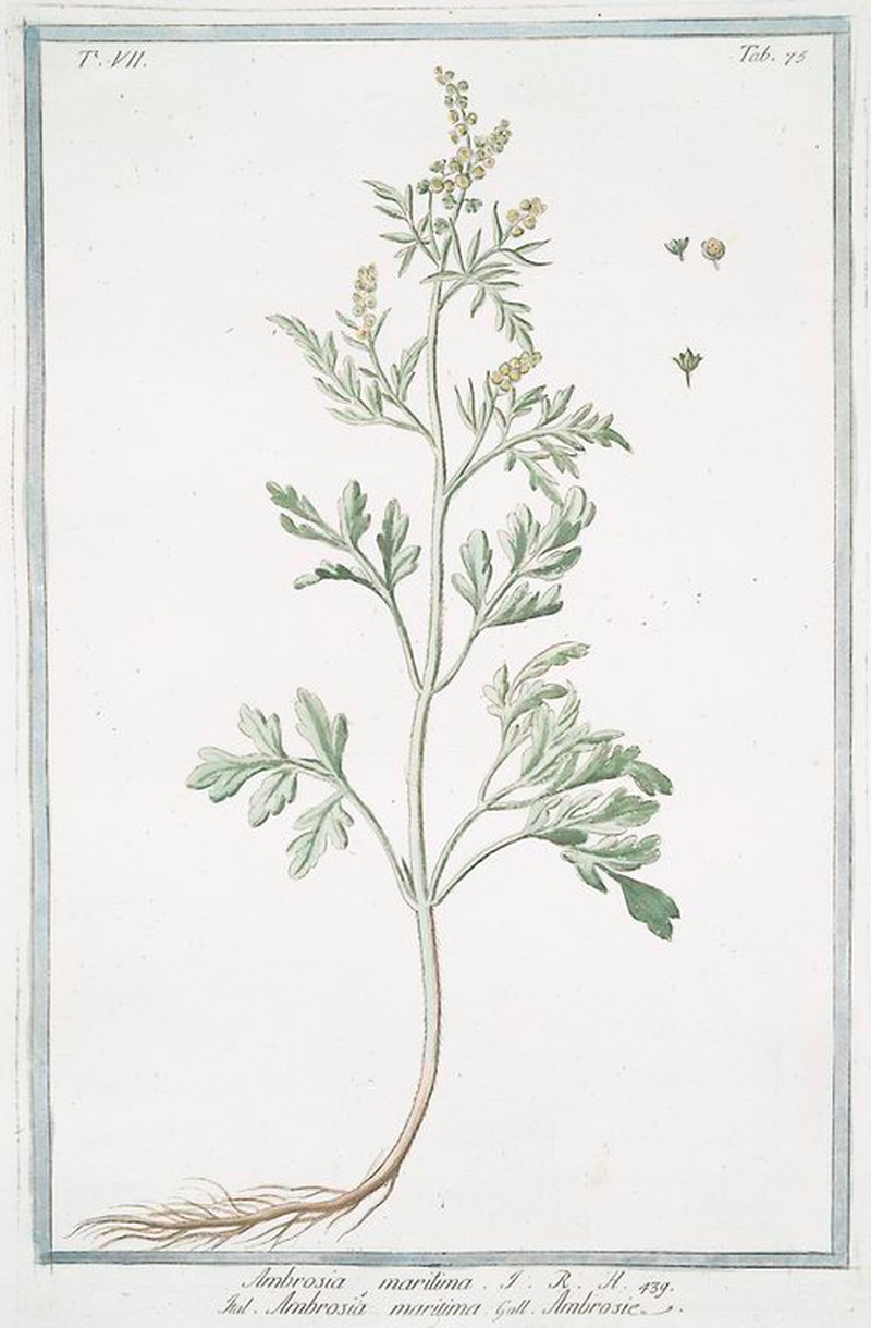 Ambrosia maritima