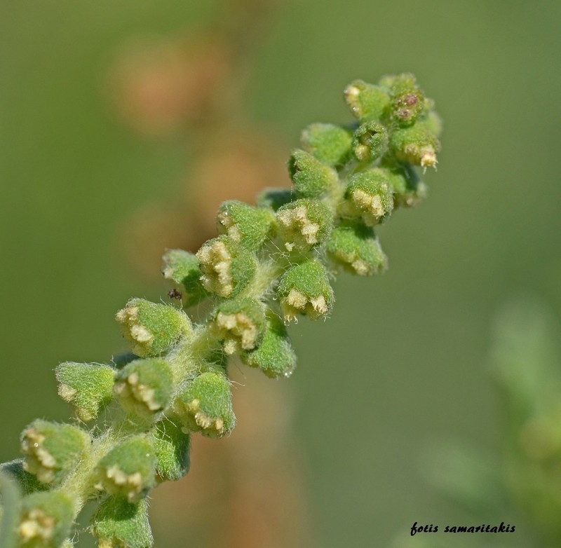 Ambrosia maritima photo 2