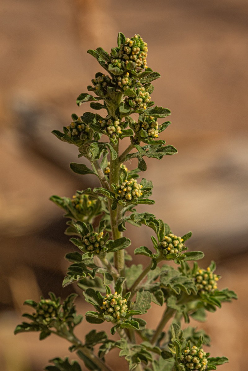 Ambrosia maritima photo 3