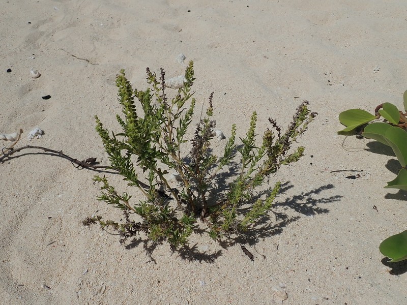 Ambrosia maritima photo 4
