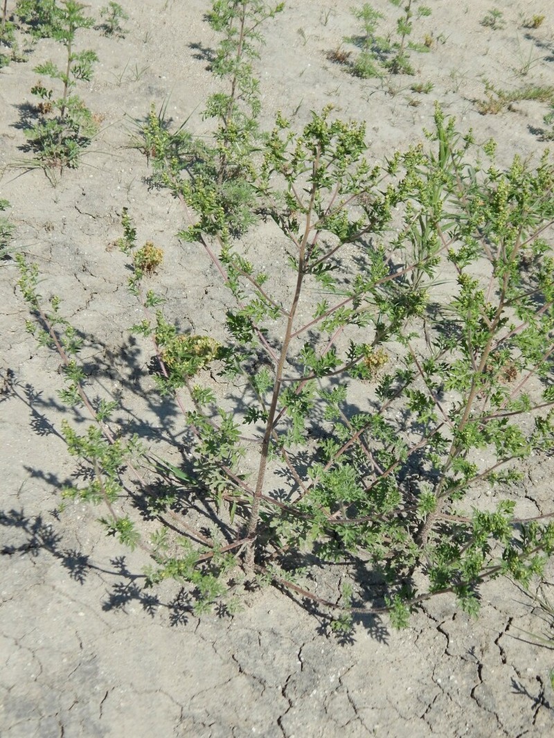 Ambrosia maritima photo 5