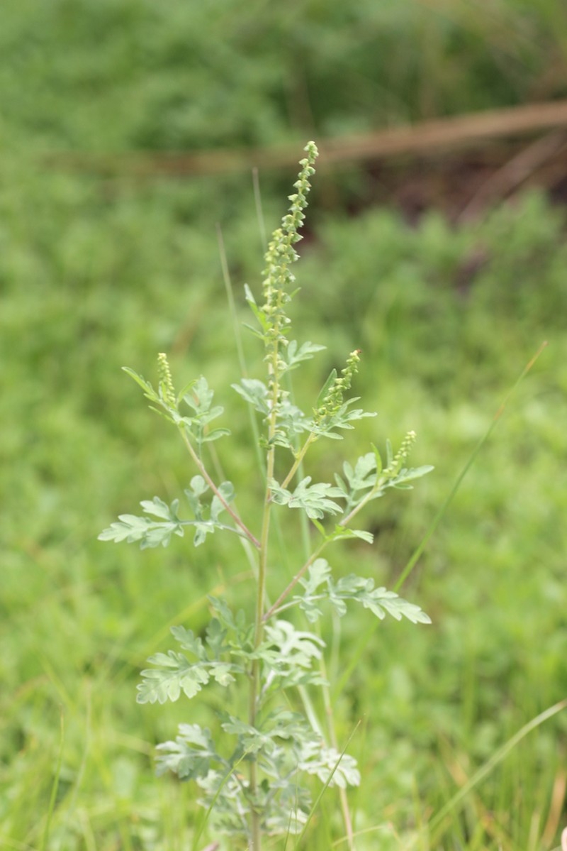 Ambrosia maritima photo 6