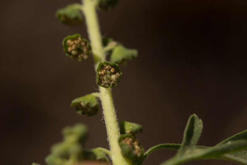 Ambrosia maritima photo 7