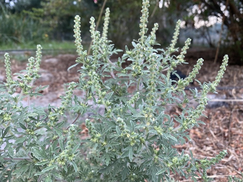 Ambrosia maritima photo 8