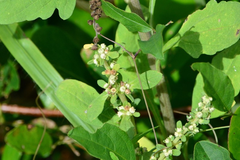 Ambrosia microcephala photo 2