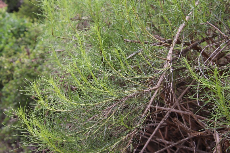 Singlewhorl Burrobrush