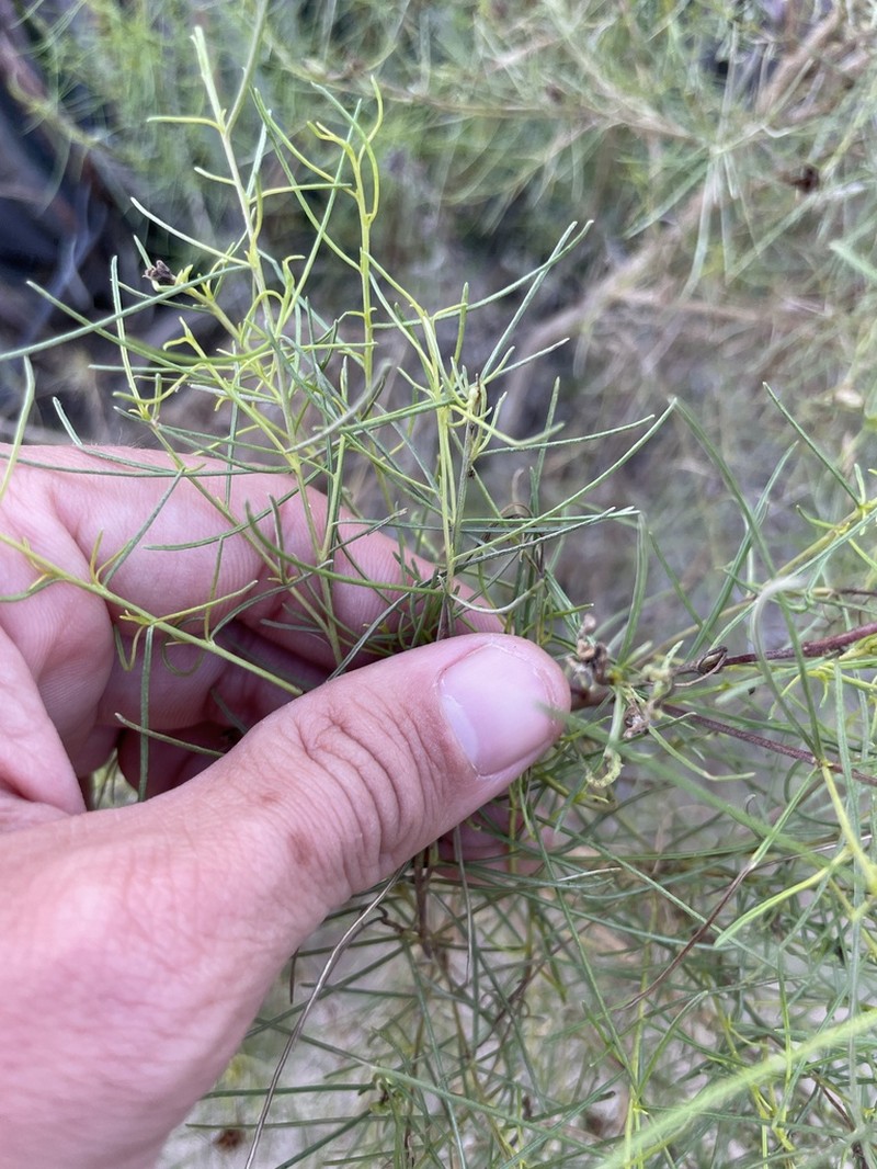 Singlewhorl Burrobrush photo 2