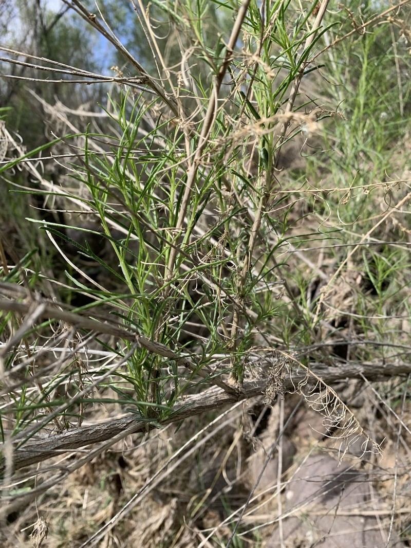 Singlewhorl Burrobrush photo 3