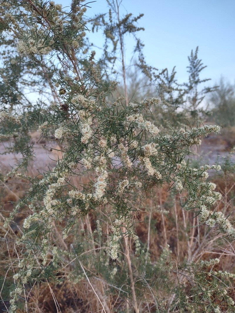 Singlewhorl Burrobrush photo 4