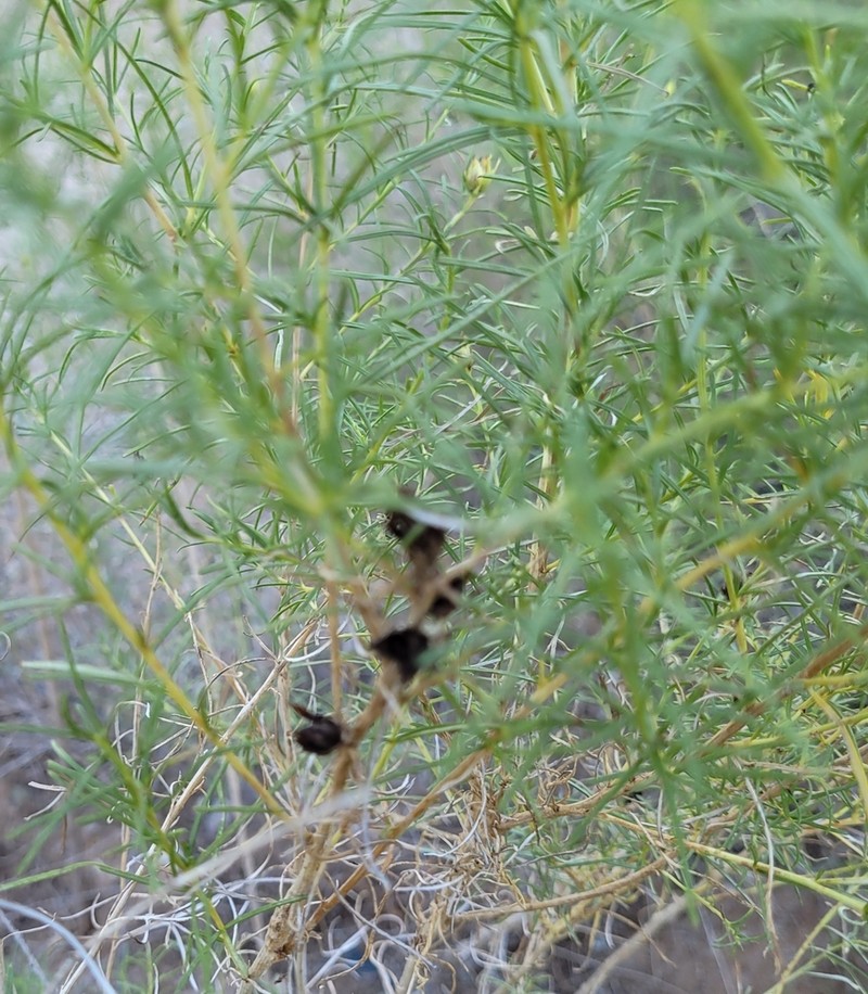 Singlewhorl Burrobrush photo 5
