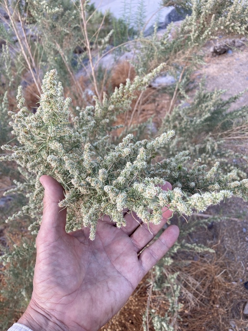 Singlewhorl Burrobrush photo 6
