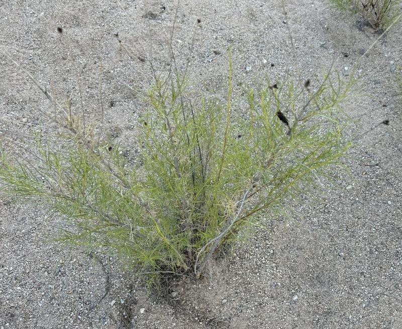 Singlewhorl Burrobrush photo 7
