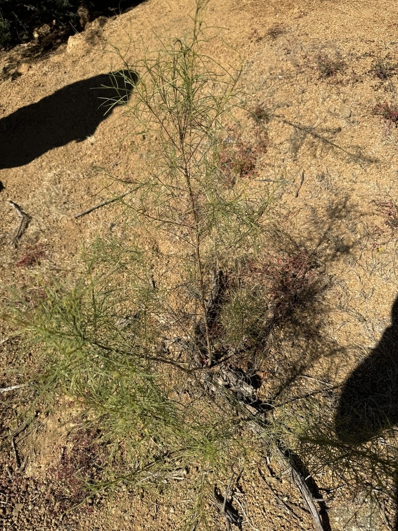 Singlewhorl Burrobrush photo 8
