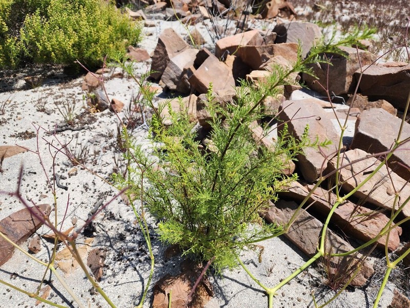 Ambrosia pannosa