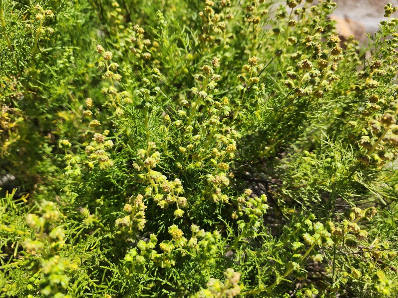 Ambrosia pannosa photo 5