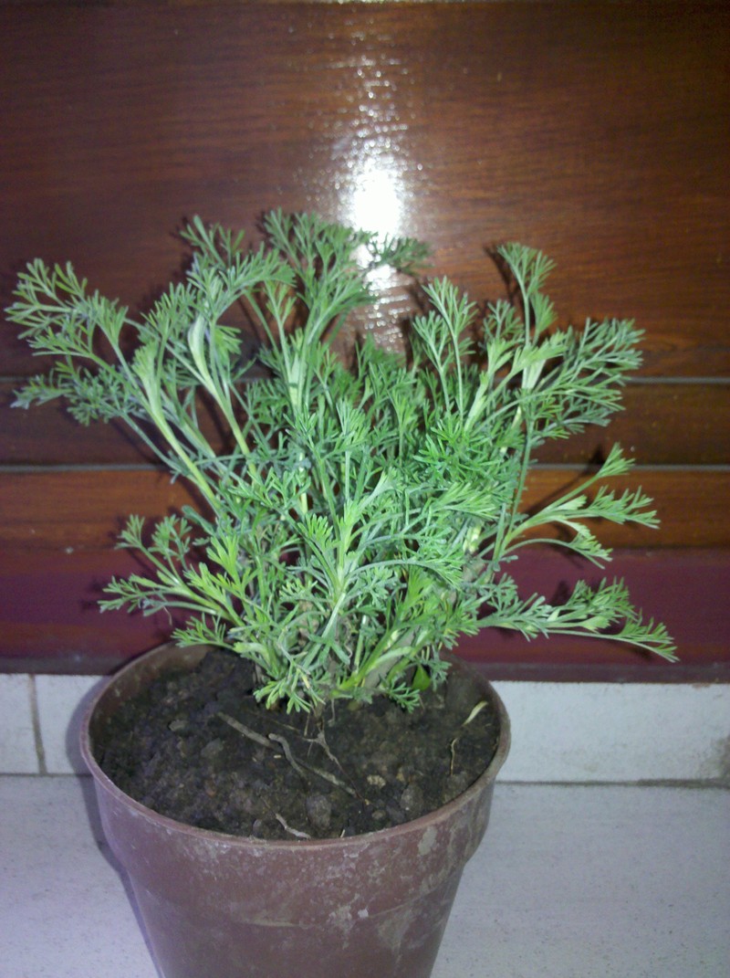 Peruvian Ragweed