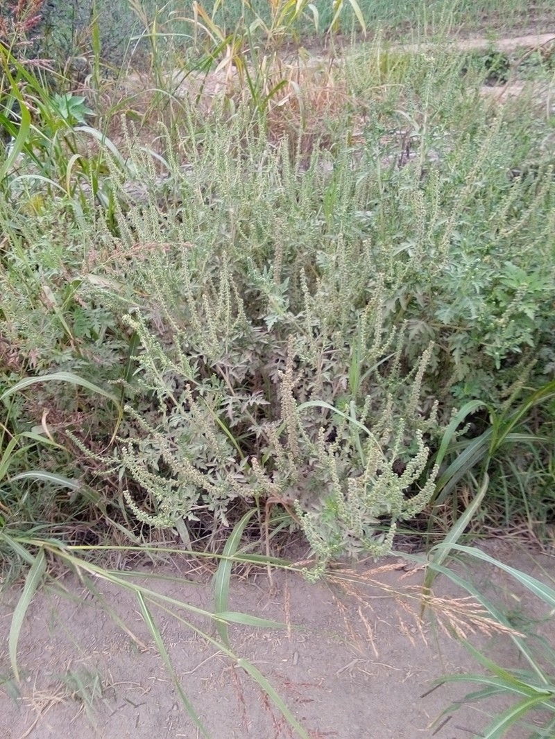 Peruvian Ragweed photo 2