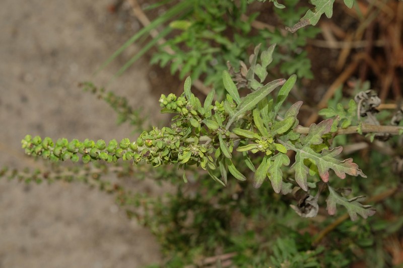 Peruvian Ragweed photo 3