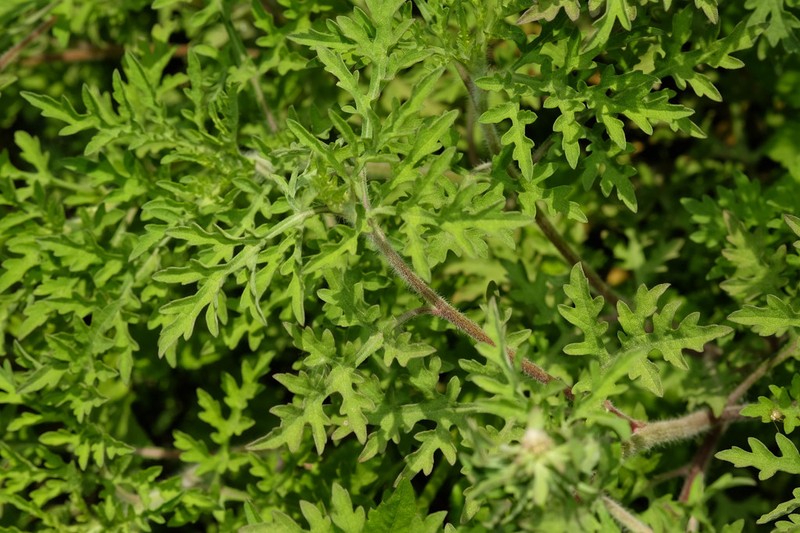 Peruvian Ragweed photo 4
