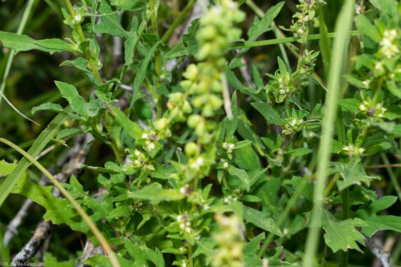 Peruvian Ragweed photo 5