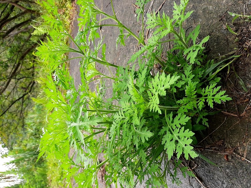 Peruvian Ragweed photo 6