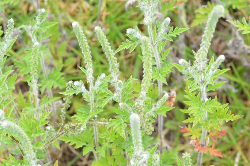 Peruvian Ragweed photo 7
