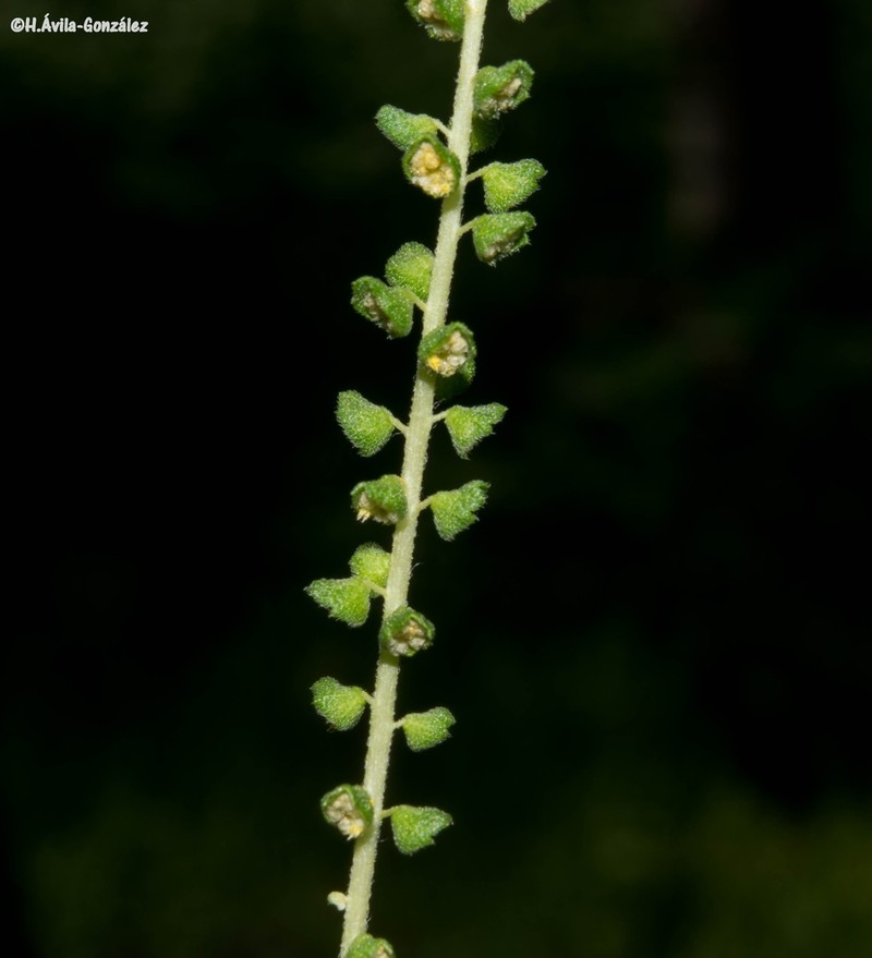 Peruvian Ragweed photo 8