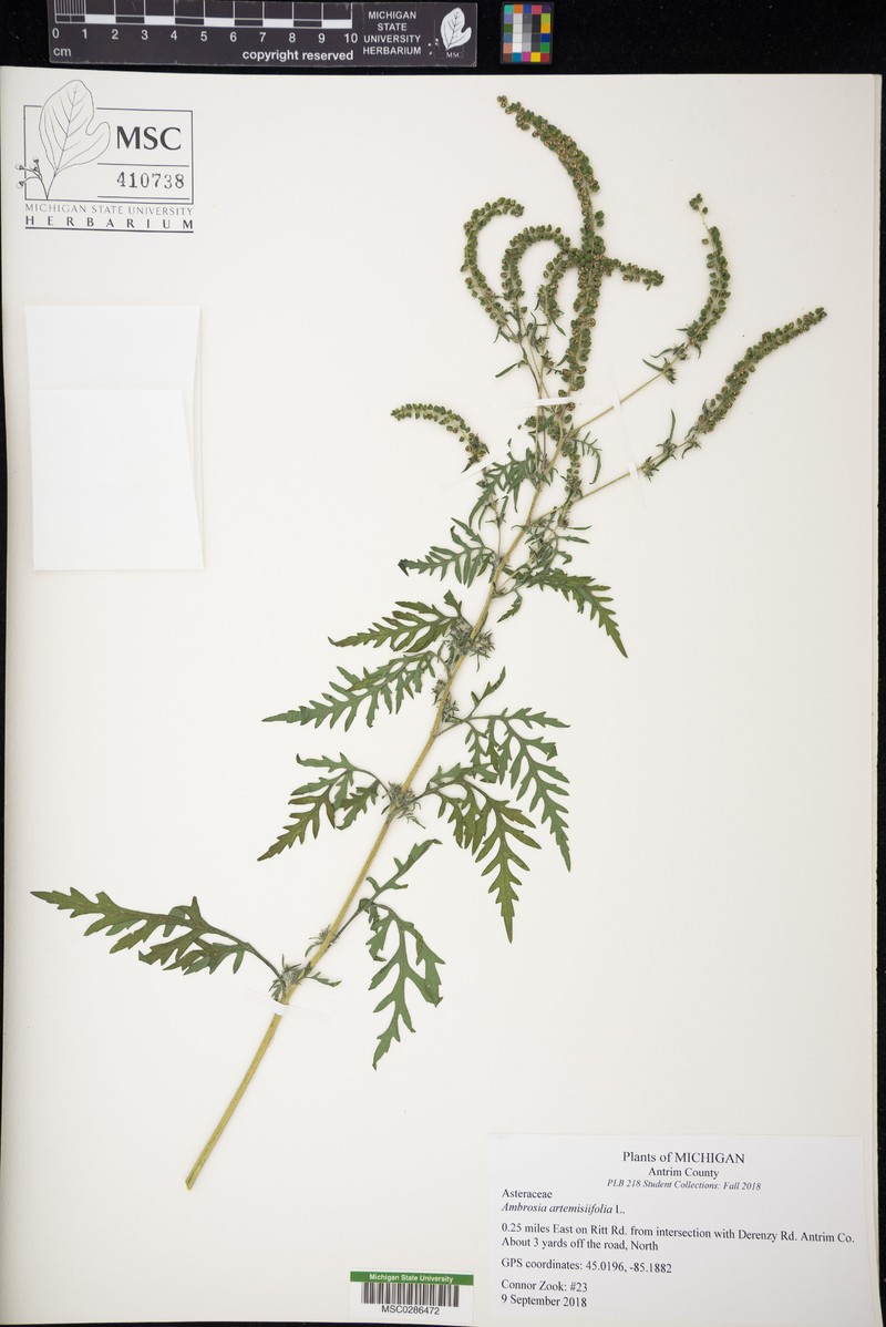 Ambrosia polystachya photo 3