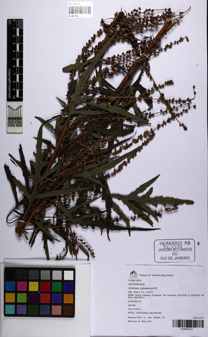 Ambrosia polystachya photo 5