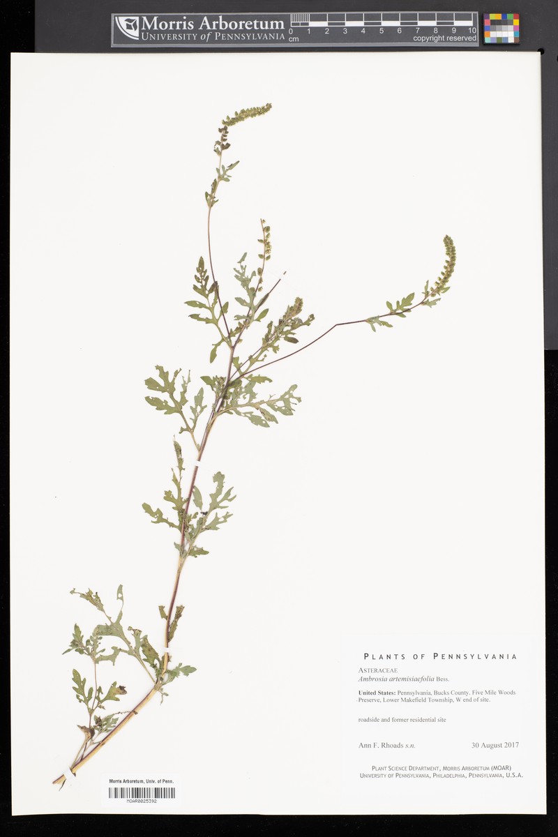 Ambrosia polystachya photo 6