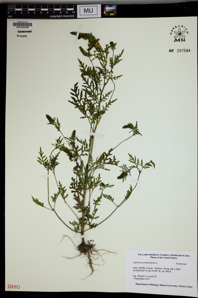 Ambrosia polystachya photo 7