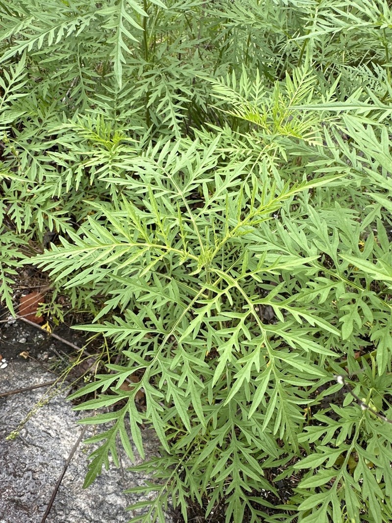 Ambrosia porcheri