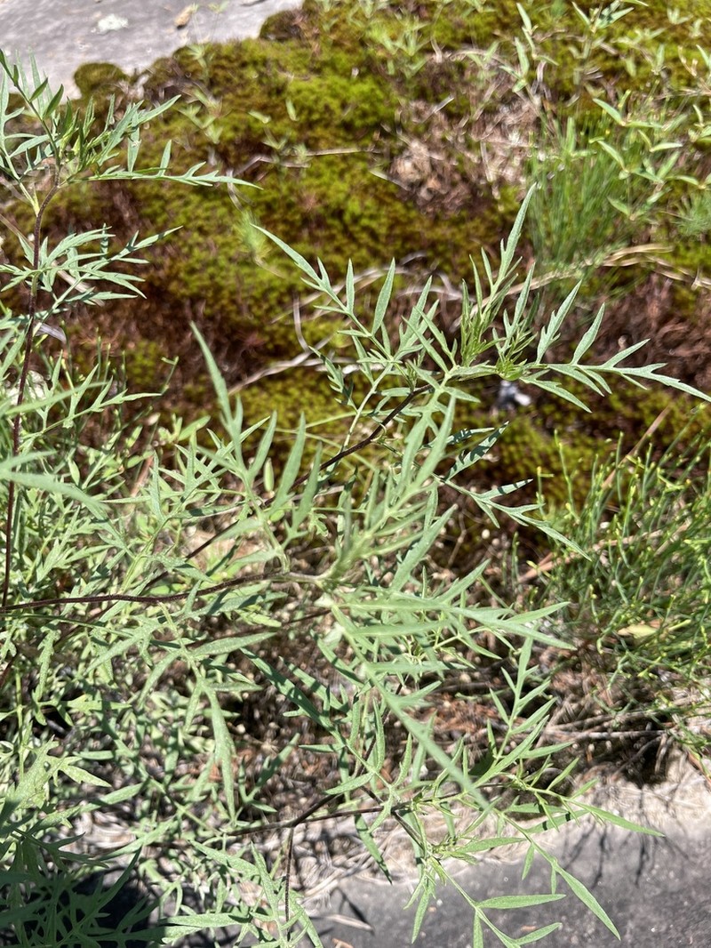 Ambrosia porcheri photo 4