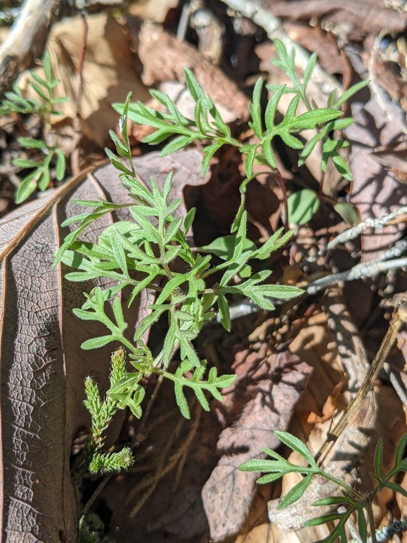 Ambrosia porcheri photo 5