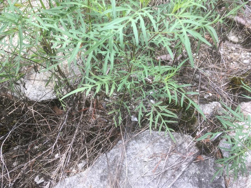 Ambrosia porcheri photo 7