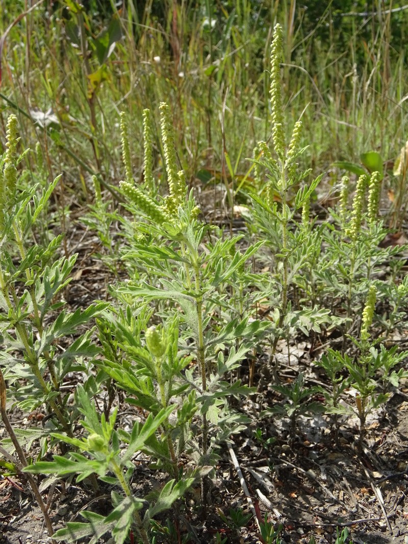 Cuman Ragweed photo 2