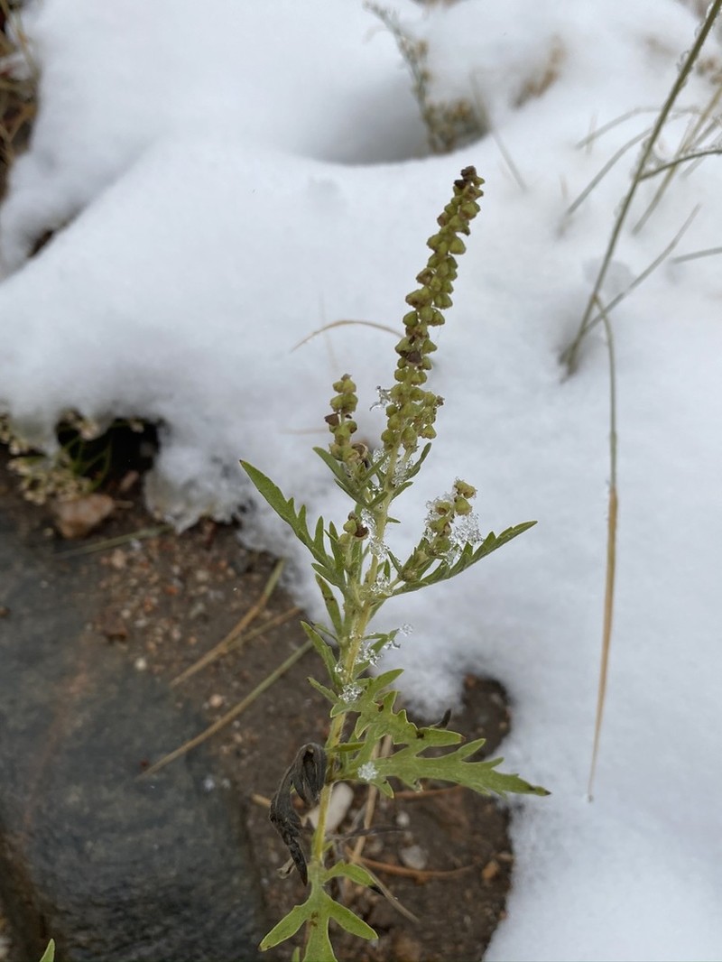 Cuman Ragweed photo 3