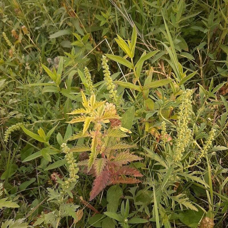 Cuman Ragweed photo 4