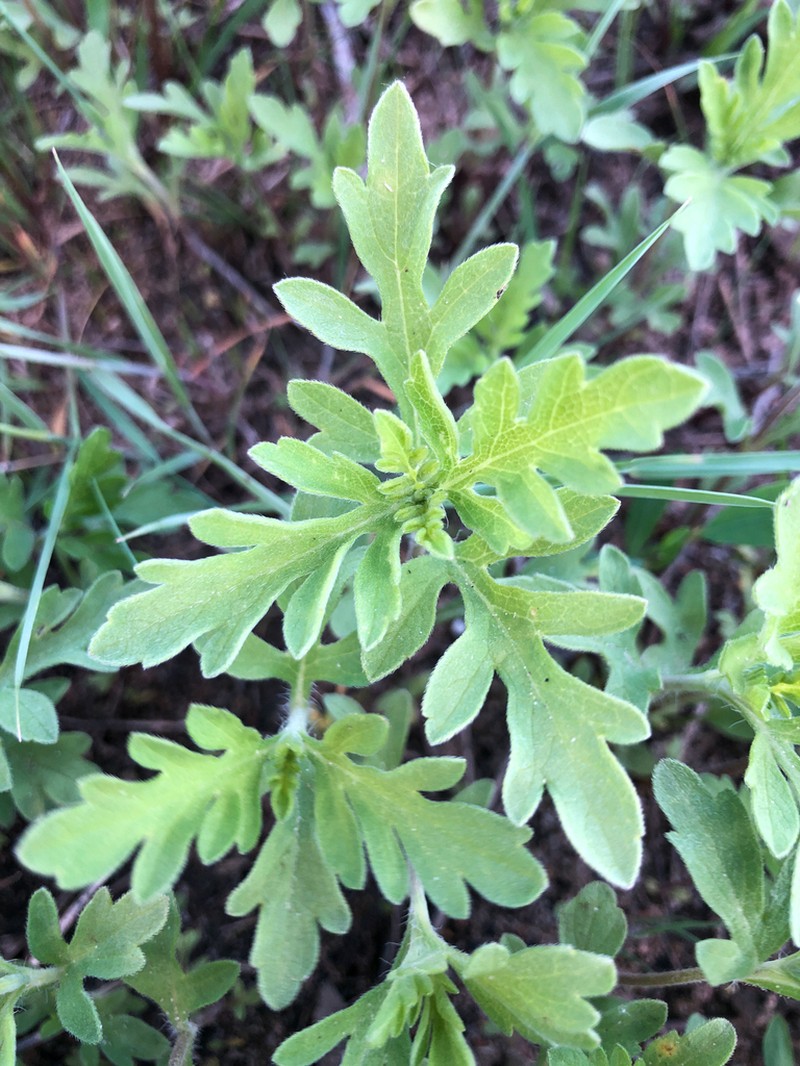 Cuman Ragweed photo 5