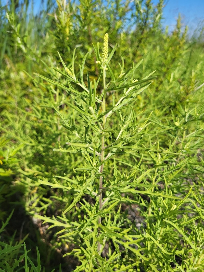 Cuman Ragweed photo 6