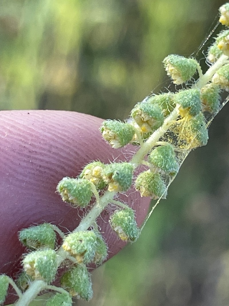Cuman Ragweed photo 7