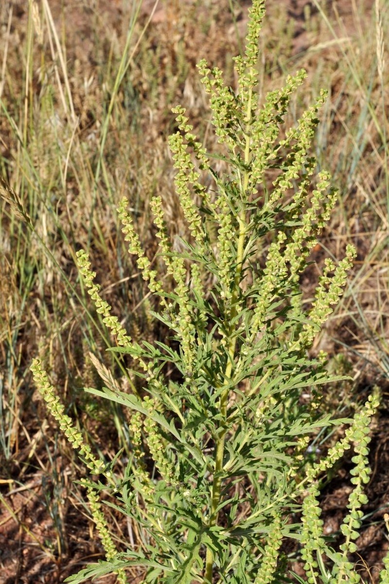 Cuman Ragweed photo 8