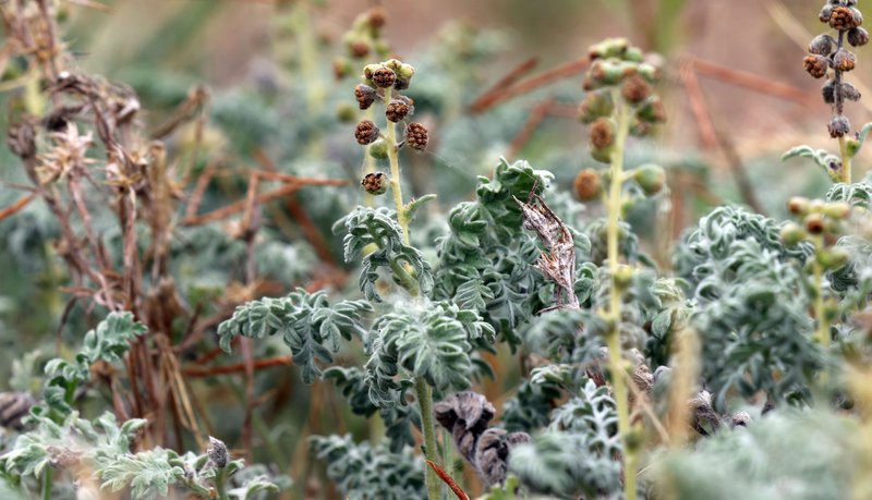 Dwarf Bur Ragweed
