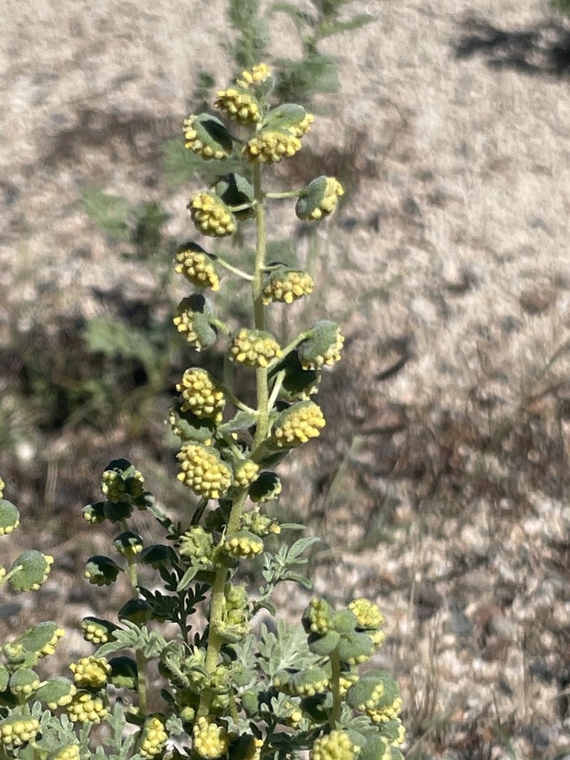 Dwarf Bur Ragweed photo 2