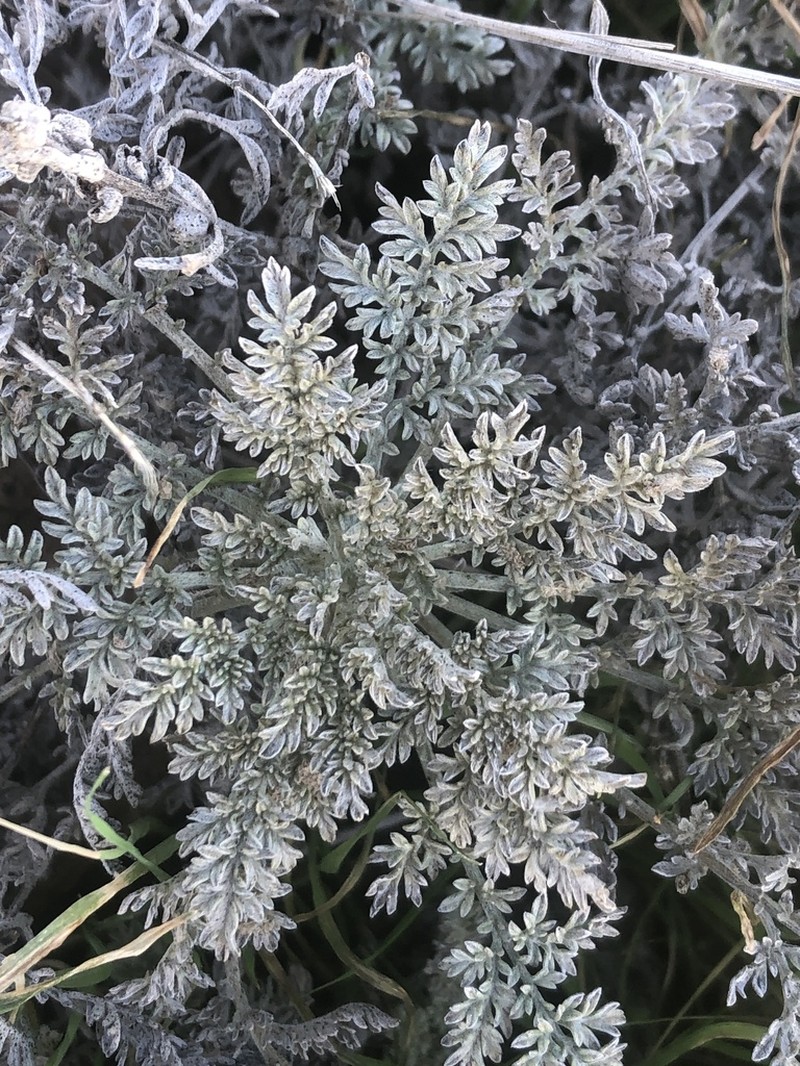 Dwarf Bur Ragweed photo 3