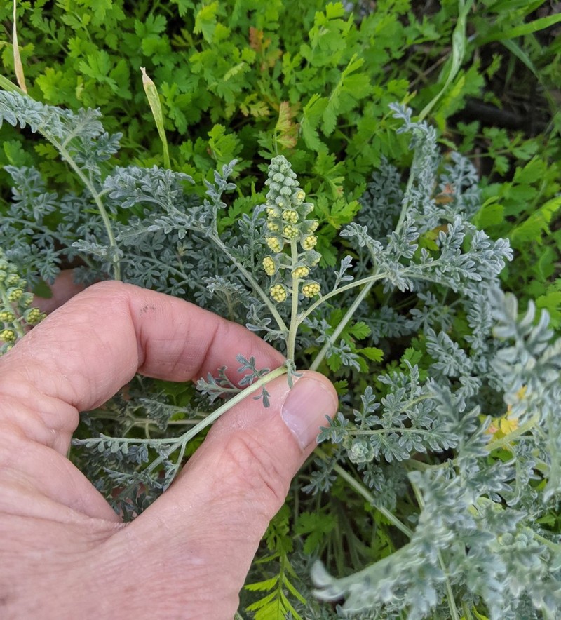 Dwarf Bur Ragweed photo 4