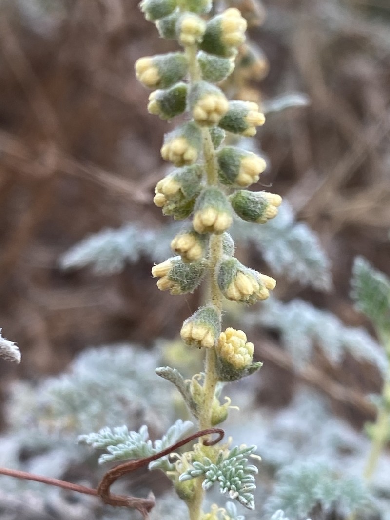 Dwarf Bur Ragweed photo 5