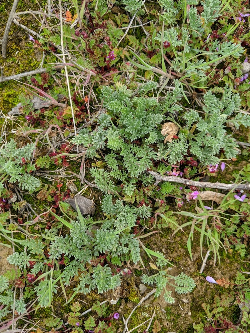 Dwarf Bur Ragweed photo 6